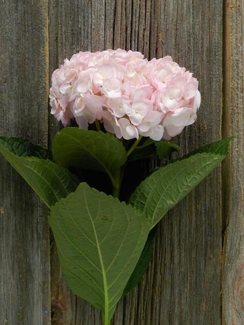 PAINTED PINK #12 TINTED HYDRANGEAS